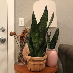 Large Live Snake Plant! Houseplant Home Decor
